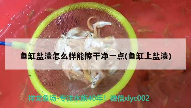 鱼缸盐渍怎么样能擦干净一点(鱼缸上盐渍) 鱼缸清洁用具