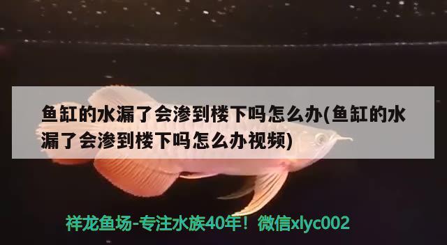 鱼缸的水漏了会渗到楼下吗怎么办(鱼缸的水漏了会渗到楼下吗怎么办视频) 祥龙超血红龙鱼 第3张