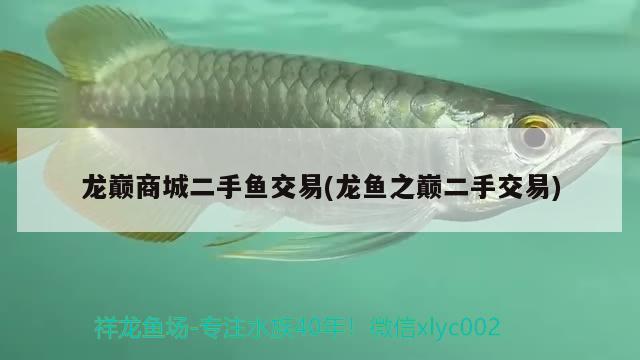 龙巅商城二手鱼交易(龙鱼之巅二手交易) 观赏鱼