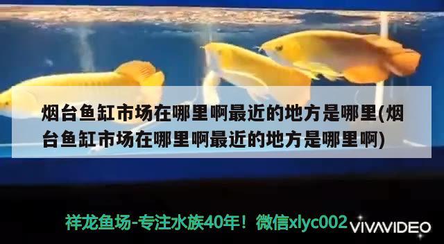 烟台鱼缸市场在哪里啊最近的地方是哪里(烟台鱼缸市场在哪里啊最近的地方是哪里啊)