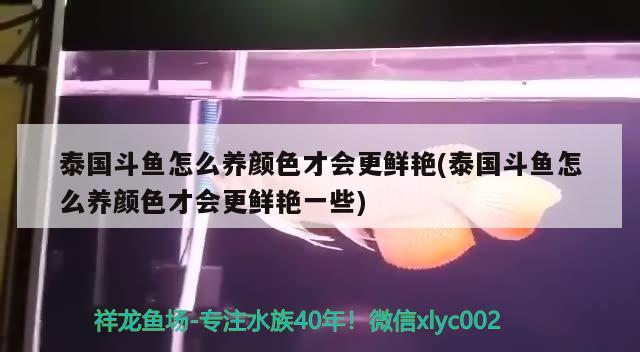 泰国斗鱼怎么养颜色才会更鲜艳(泰国斗鱼怎么养颜色才会更鲜艳一些) 泰国斗鱼