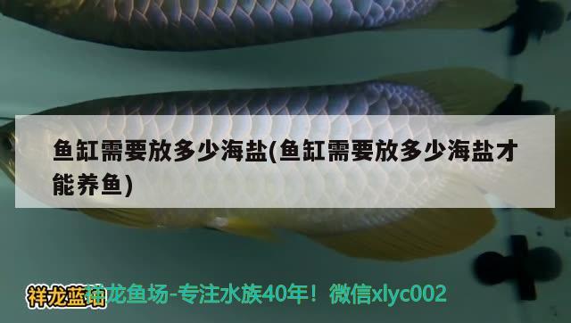 鱼缸需要放多少海盐(鱼缸需要放多少海盐才能养鱼) 野生地图鱼