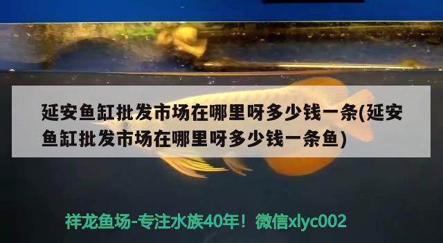 延安鱼缸批发市场在哪里呀多少钱一条(延安鱼缸批发市场在哪里呀多少钱一条鱼)