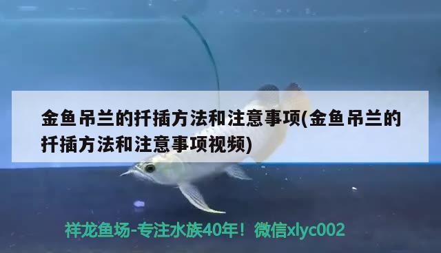 金鱼吊兰的扦插方法和注意事项(金鱼吊兰的扦插方法和注意事项视频) 观赏鱼