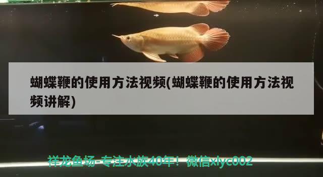 蝴蝶鞭的使用方法视频(蝴蝶鞭的使用方法视频讲解) 蝴蝶鲤