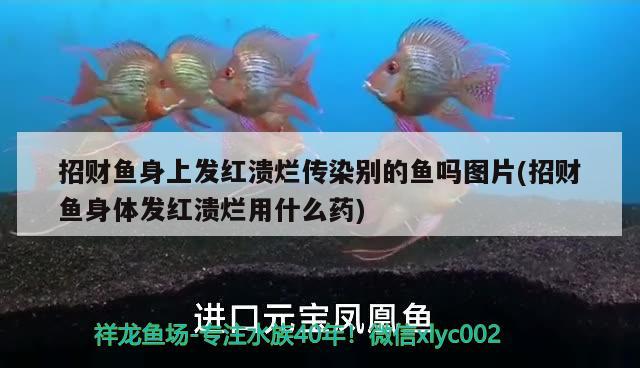 招财鱼身上发红溃烂传染别的鱼吗图片(招财鱼身体发红溃烂用什么药) 观赏鱼