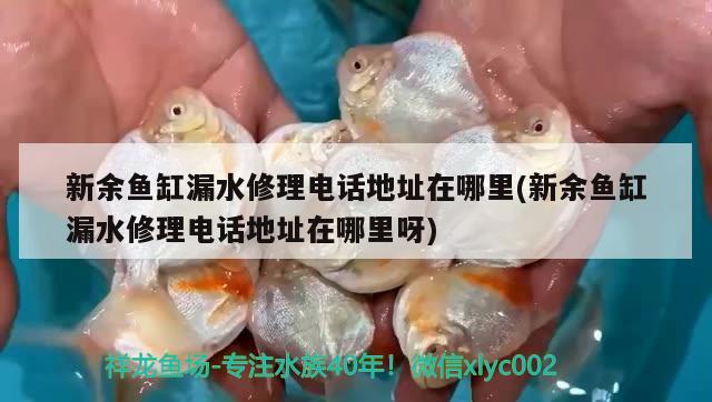 新余鱼缸漏水修理电话地址在哪里(新余鱼缸漏水修理电话地址在哪里呀)