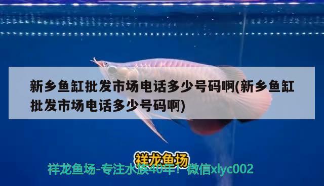 新乡鱼缸批发市场电话多少号码啊(新乡鱼缸批发市场电话多少号码啊) 红眼黄化幽灵火箭鱼|皇家火箭鱼