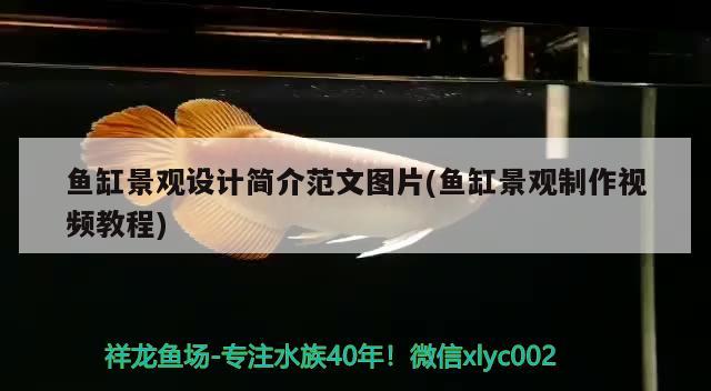 鱼缸景观设计简介范文图片(鱼缸景观制作视频教程) 广州景观设计