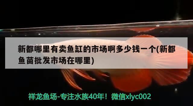 新都哪里有卖鱼缸的市场啊多少钱一个(新都鱼苗批发市场在哪里)