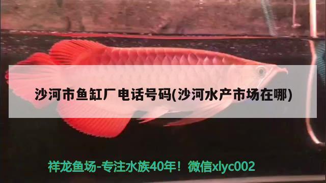 沙河市鱼缸厂电话号码(沙河水产市场在哪) 七彩神仙鱼