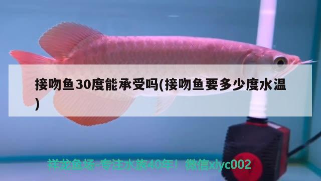 接吻鱼30度能承受吗(接吻鱼要多少度水温)