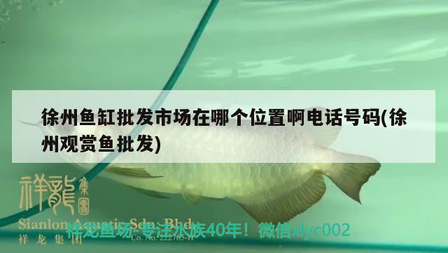 徐州鱼缸批发市场在哪个位置啊电话号码(徐州观赏鱼批发) 观赏鱼批发