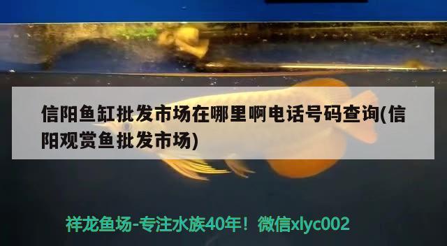 信阳鱼缸批发市场在哪里啊电话号码查询(信阳观赏鱼批发市场)