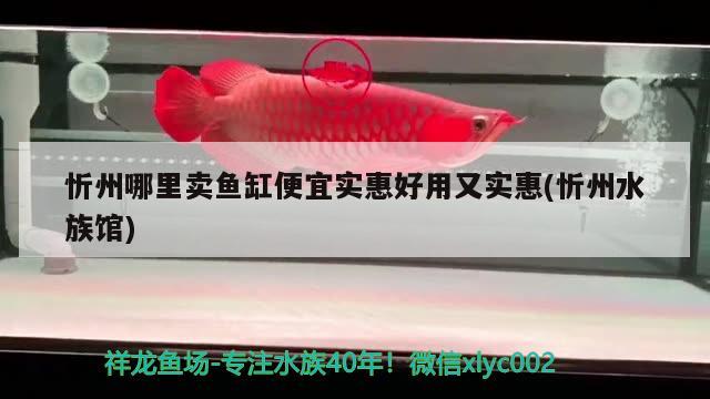 忻州哪里卖鱼缸便宜实惠好用又实惠(忻州水族馆) 月光鸭嘴鱼