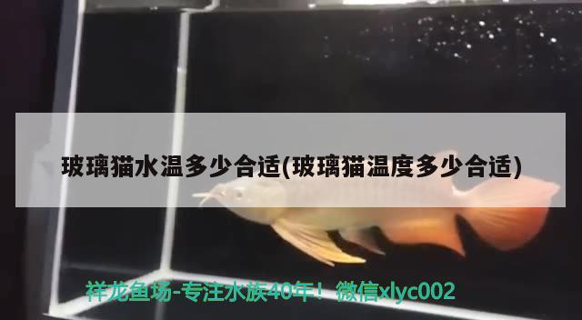 玻璃猫水温多少合适(玻璃猫温度多少合适) 观赏鱼