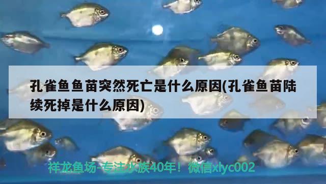 孔雀鱼鱼苗突然死亡是什么原因(孔雀鱼苗陆续死掉是什么原因) 观赏鱼