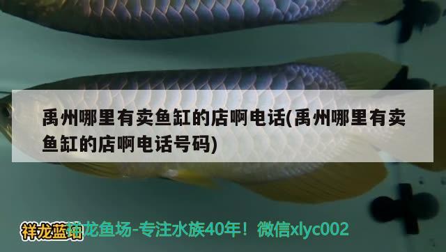 禹州哪里有卖鱼缸的店啊电话(禹州哪里有卖鱼缸的店啊电话号码) 巴西亚鱼苗