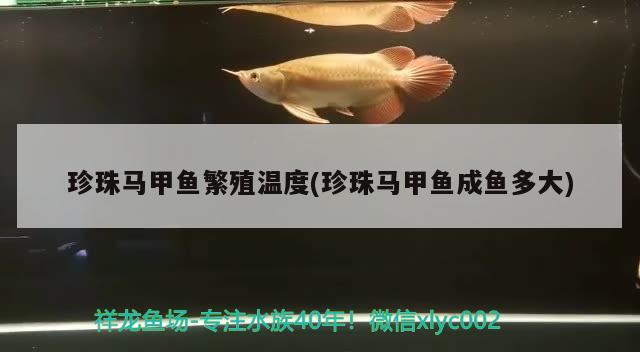 珍珠马甲鱼繁殖温度(珍珠马甲鱼成鱼多大) 观赏鱼