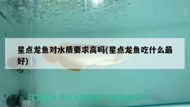 星点龙鱼对水质要求高吗(星点龙鱼吃什么最好) 观赏鱼