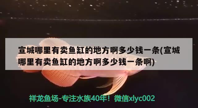 宣城哪里有卖鱼缸的地方啊多少钱一条(宣城哪里有卖鱼缸的地方啊多少钱一条啊) 黄鳍鲳鱼