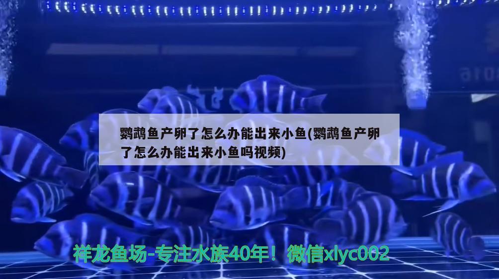 鹦鹉鱼产卵了怎么办能出来小鱼(鹦鹉鱼产卵了怎么办能出来小鱼吗视频)