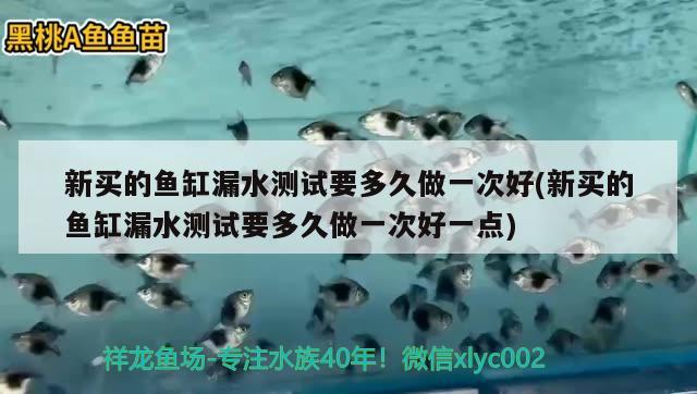 新买的鱼缸漏水测试要多久做一次好(新买的鱼缸漏水测试要多久做一次好一点) 黄金招财猫鱼