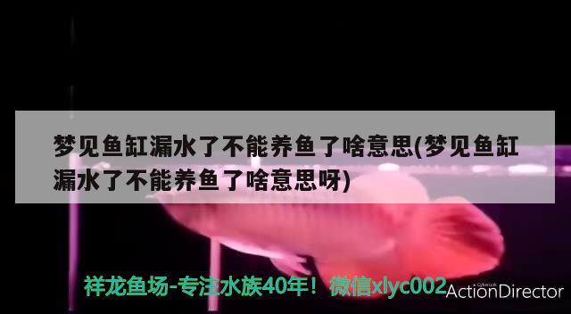 梦见鱼缸漏水了不能养鱼了啥意思(梦见鱼缸漏水了不能养鱼了啥意思呀) 一眉道人鱼