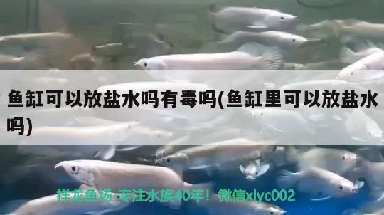 鱼缸可以放盐水吗有毒吗(鱼缸里可以放盐水吗) 蝴蝶鲤