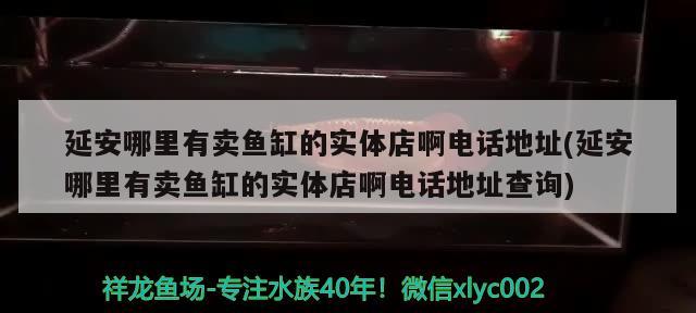 延安哪里有卖鱼缸的实体店啊电话地址(延安哪里有卖鱼缸的实体店啊电话地址查询)