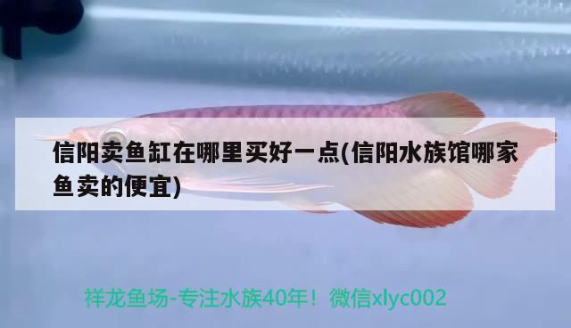 信阳卖鱼缸在哪里买好一点(信阳水族馆哪家鱼卖的便宜) 养鱼知识