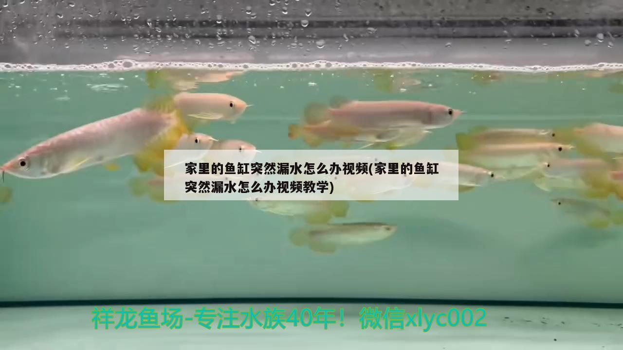 家里的鱼缸突然漏水怎么办视频(家里的鱼缸突然漏水怎么办视频教学)