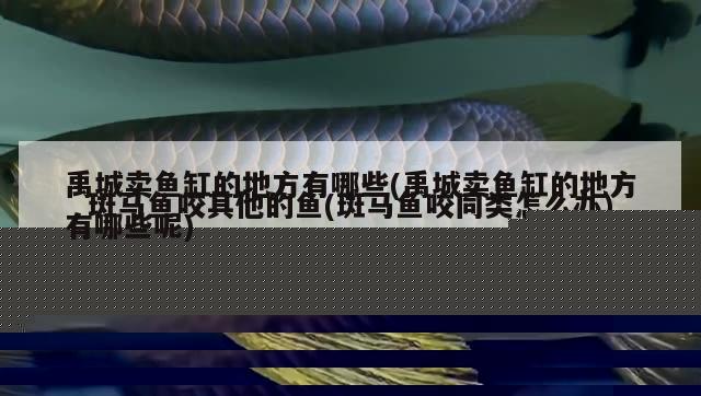 禹城卖鱼缸的地方有哪些(禹城卖鱼缸的地方有哪些呢) 银河星钻鱼