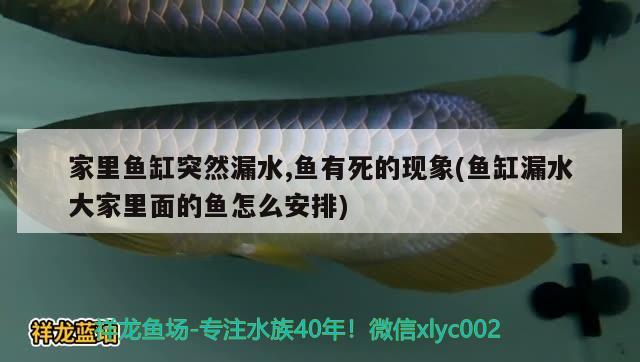 家里鱼缸突然漏水,鱼有死的现象(鱼缸漏水大家里面的鱼怎么安排)