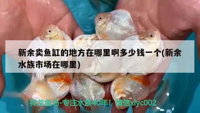 新余卖鱼缸的地方在哪里啊多少钱一个(新余水族市场在哪里) 帝王迷宫