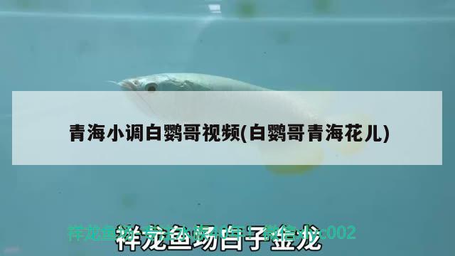 青海小调白鹦哥视频(白鹦哥青海花儿)