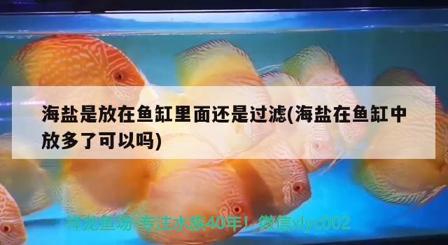 海盐是放在鱼缸里面还是过滤(海盐在鱼缸中放多了可以吗)