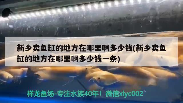 新乡卖鱼缸的地方在哪里啊多少钱(新乡卖鱼缸的地方在哪里啊多少钱一条)