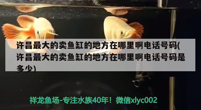 许昌最大的卖鱼缸的地方在哪里啊电话号码(许昌最大的卖鱼缸的地方在哪里啊电话号码是多少)