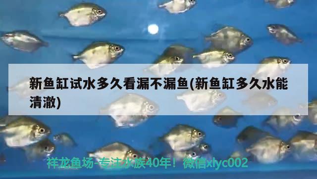 新鱼缸试水多久看漏不漏鱼(新鱼缸多久水能清澈) 元宝凤凰鱼