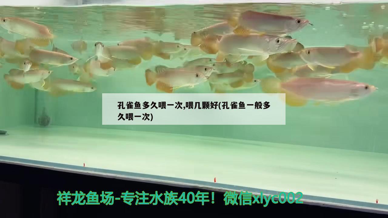 孔雀鱼多久喂一次,喂几颗好(孔雀鱼一般多久喂一次) 观赏鱼