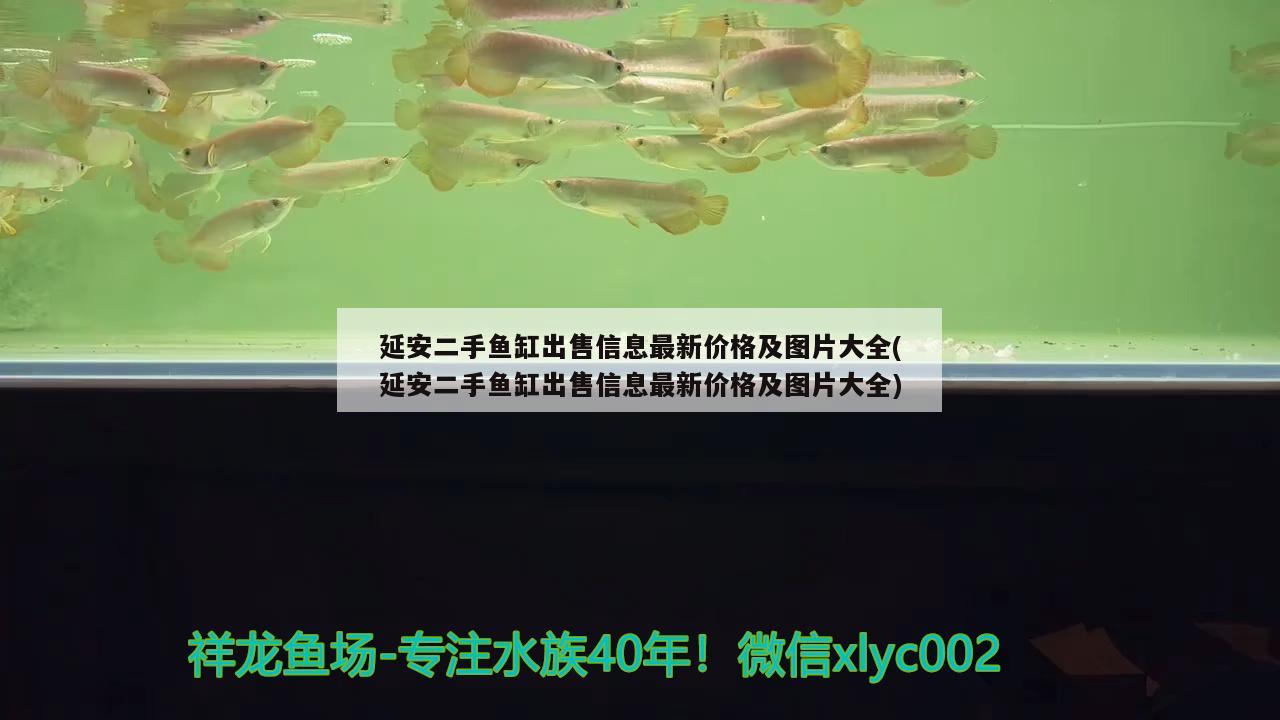 延安二手鱼缸出售信息最新价格及图片大全(延安二手鱼缸出售信息最新价格及图片大全) 小型观赏鱼