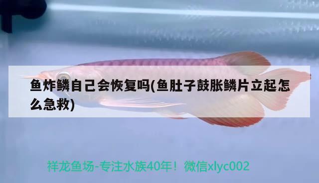 鱼炸鳞自己会恢复吗(鱼肚子鼓胀鳞片立起怎么急救) 观赏鱼 第2张