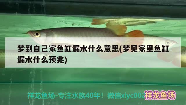 梦到自己家鱼缸漏水什么意思(梦见家里鱼缸漏水什么预兆)