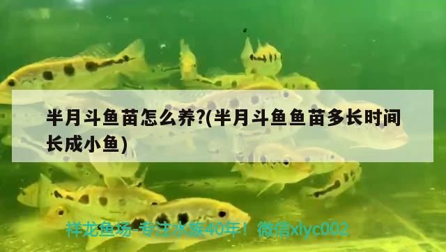 半月斗鱼苗怎么养?(半月斗鱼鱼苗多长时间长成小鱼) 观赏鱼