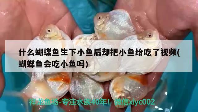 什么蝴蝶鱼生下小鱼后却把小鱼给吃了视频(蝴蝶鱼会吃小鱼吗)