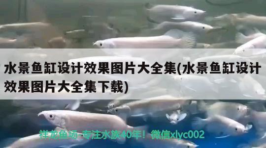 水景鱼缸设计效果图片大全集(水景鱼缸设计效果图片大全集下载)