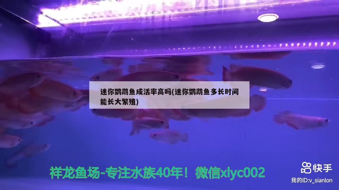 迷你鹦鹉鱼成活率高吗(迷你鹦鹉鱼多长时间能长大繁殖)