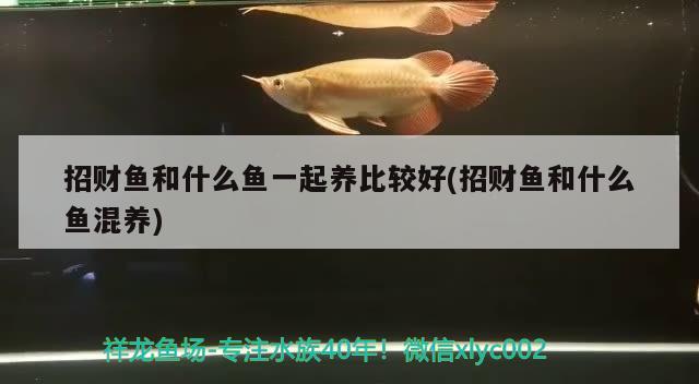 招财鱼和什么鱼一起养比较好(招财鱼和什么鱼混养)