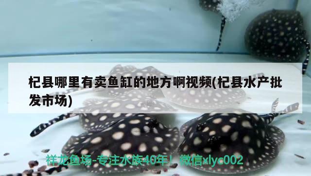 杞县哪里有卖鱼缸的地方啊视频(杞县水产批发市场) 三色锦鲤鱼